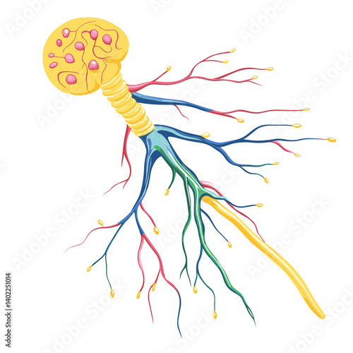 Detailed Illustration of a Neuron Cell with Colorful Axons and Dendrites