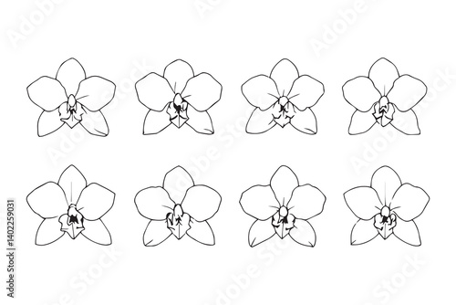 Set of 6 pec in two row  Dendrobium line art on white background