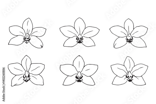 Set of 6 pec in two row  Dendrobium line art on white background