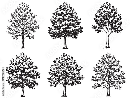 Poplar Tree Line Art Illustration