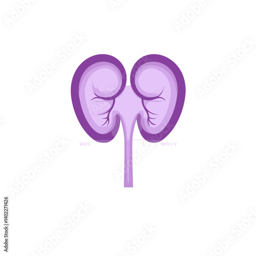 Detailed Purple Illustration of Human Kidney Anatomy