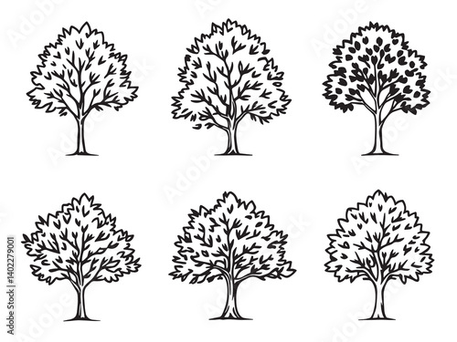 Sycamore Tree Botanical Outline Vector Art