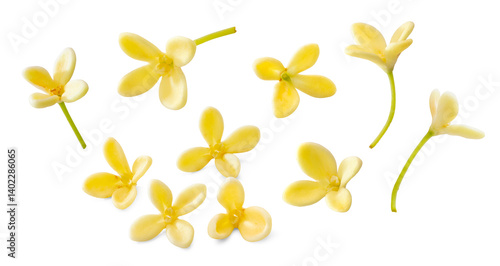 Fototapeta Naklejka Na Ścianę i Meble -  a set of sweet osmanthus flowers isolated on white background.