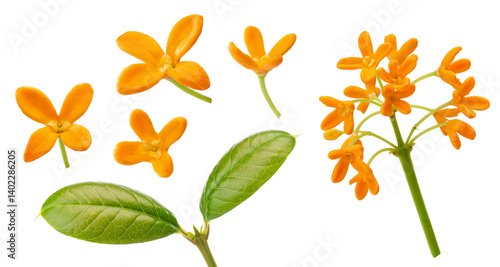 sweet osmanthus flowers with leaf isolated on white background.