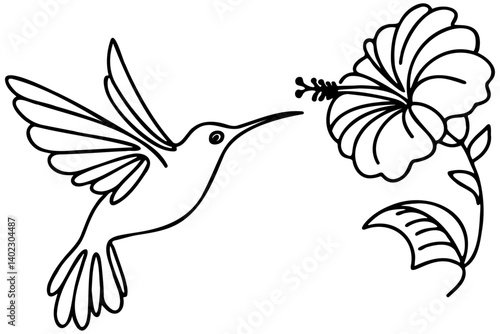 Hummingbird Line Art.