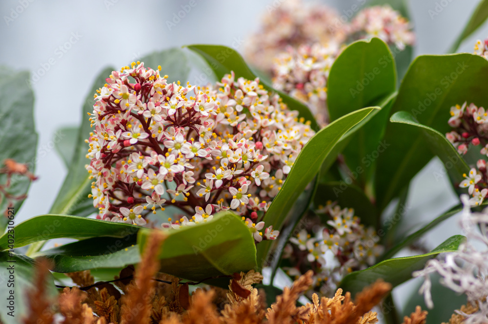 Skimmia japonica rubella japanese flowers in bloom, beautiful ornamental early spring ping white flowering shrub