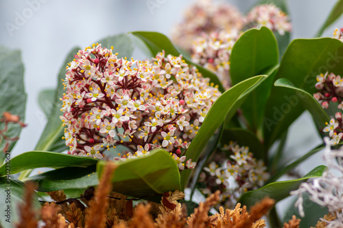 Obraz na płótnie Skimmia japonica rubella japanese flowers in bloom, beautiful ornamental early spring ping white flowering shrub w salonie