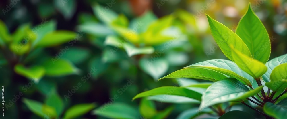 Soft focus on vibrant green leaves, blurred background, leaf, bokeh, texture Soft focus on vibrant green leaves, blurred background, leaf, bokeh, texture