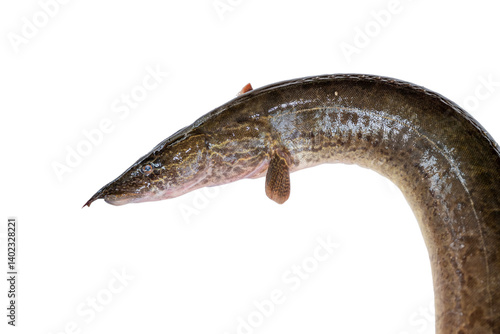 Fotografi Anguilla bengalensis or Indian eel fish over white background