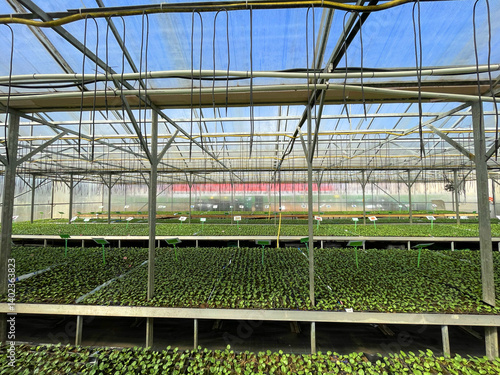  young plants in black containers inside a greenhouse, showcasing rows of vibrant greenery under natural light for agricultural or horticultural themes