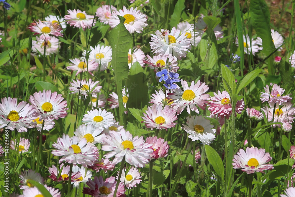 Daisies in a garden. The botanical name Bellis perennis, known as English Daisy or Lawn Daisy. Spring Background with daisies. Daisies in a garden. The botanical name Bellis perennis, known as English Daisy or Lawn Daisy. Spring Background with daisies.