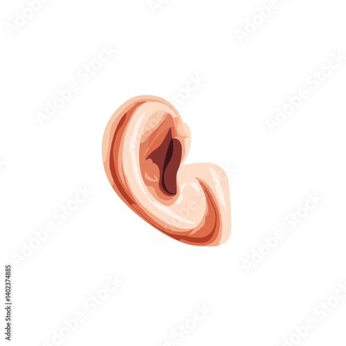 Detailed Illustration of a Human Ear