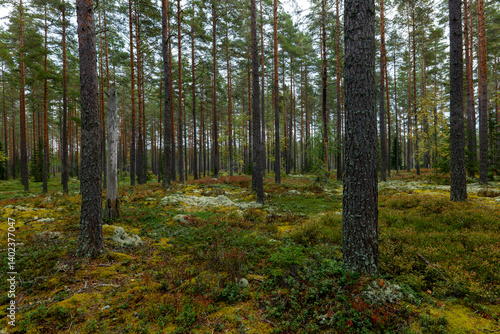 Mossy large boulders in a pine forest. Erratic origin from glaciers time