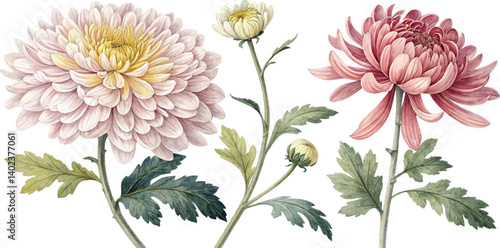 Watercolor Chrysanthemum Flowers