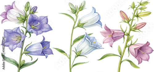 Watercolor Campanula Flowers