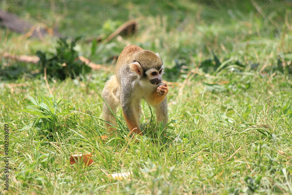 Obraz premium monkey on a tree