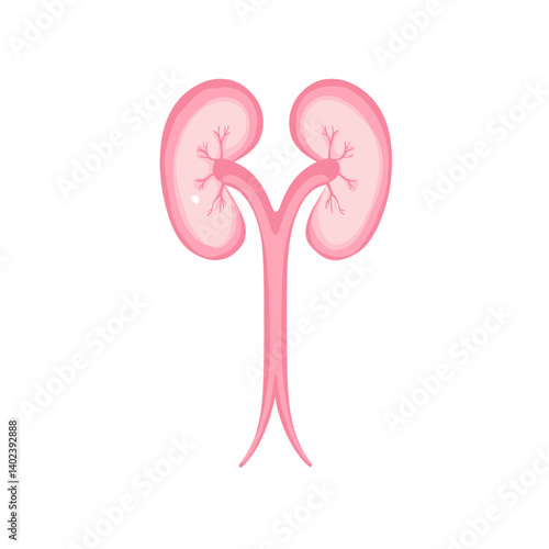 Pink Human Kidneys Illustration, Simple Medical Diagram