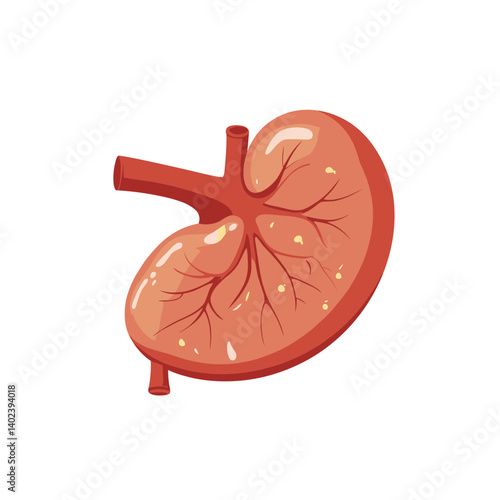Detailed Illustration of a Human Kidney Anatomy