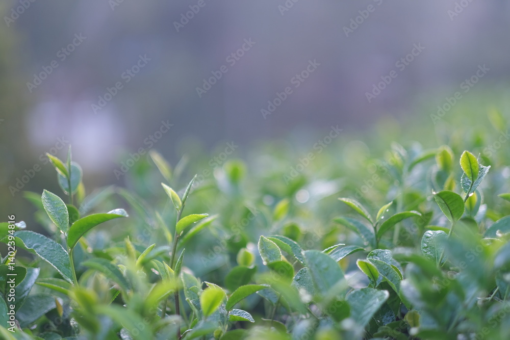 Obraz premium Green tea buds and leaves at early morning on plantation, tea plantation background, tea plantation in morning light, Green tea buds and leaves at early morning on plantation