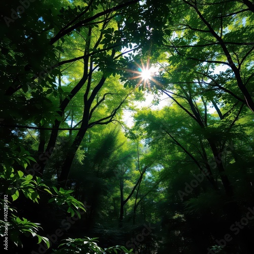 Lush green forest, sunlight dappling through canopy, beautiful, plant