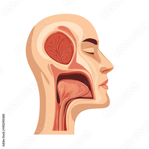Detailed Anatomy Illustration of the Human Head and Neck