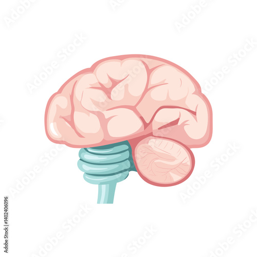 Detailed Illustration of Human Brain Anatomy
