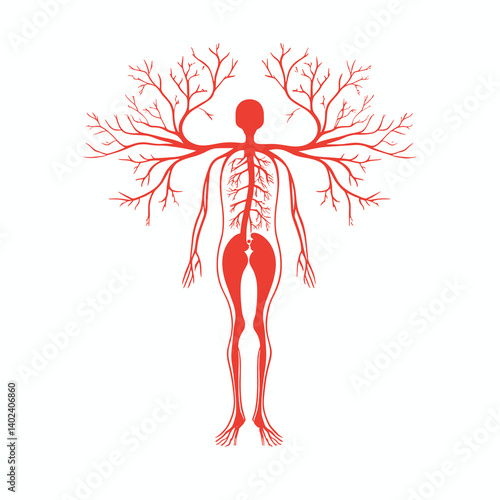 Human Body Vascular System Diagram Red Silhouette Illustration