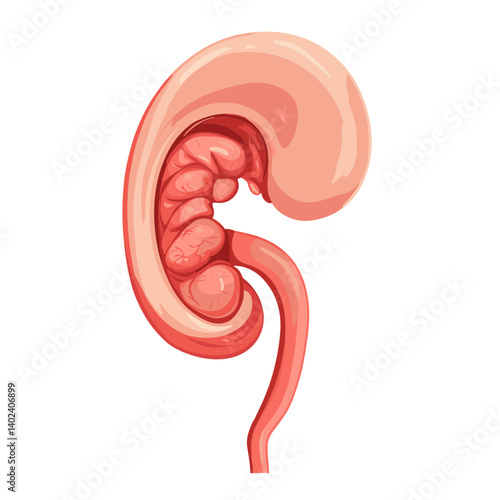Human Embryonic Kidney Development Illustration