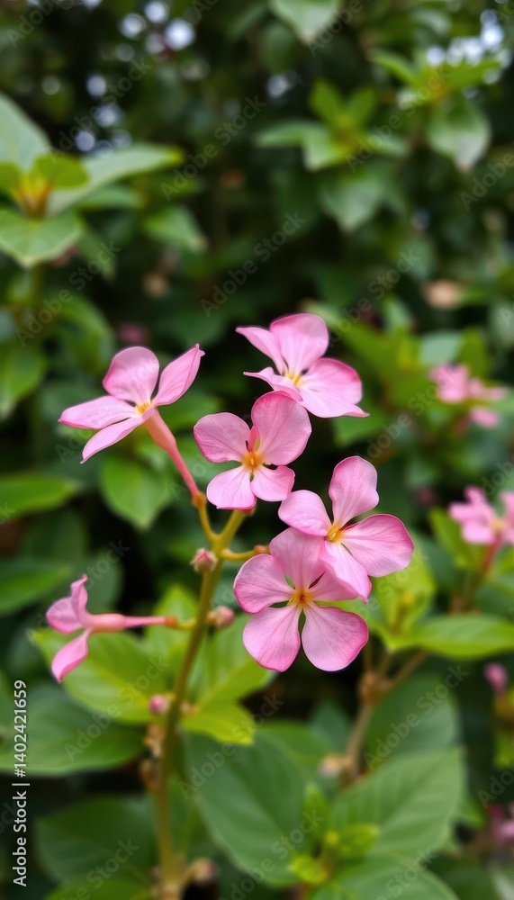 Pink Adenium obesum blooms in sharp focus, lush green foliage blurred background, pink flowers, outdoor, greenery Pink Adenium obesum blooms in sharp focus, lush green foliage blurred background, pink flowers, outdoor, greenery