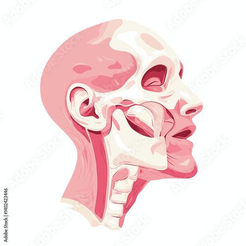 Detailed Human Head And Neck Anatomy Illustration