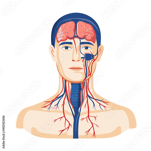 Detailed Human Head And Neck Vascular System Illustration