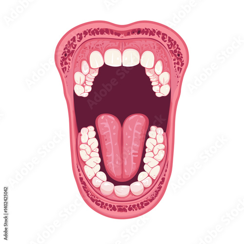 Detailed Illustration of Human Mouth Anatomy