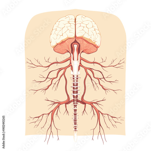 Detailed Anatomy Illustration of Brain and Spinal Cord Blood Vessels
