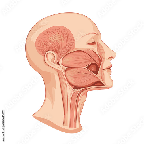 Detailed Human Head And Neck Anatomy Illustration