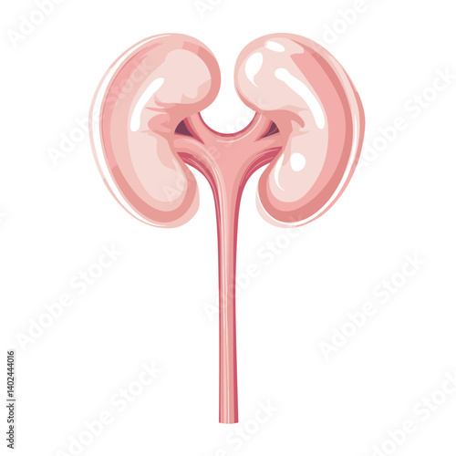Detailed Illustration of Human Kidneys with Ureter