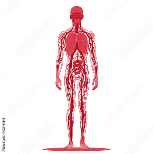 Detailed Red Illustration of Human Circulatory System Anatomy