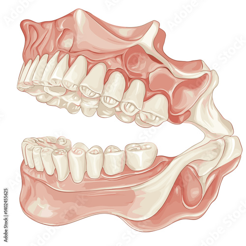 Detailed Illustration of Human Teeth and Jaw Anatomy