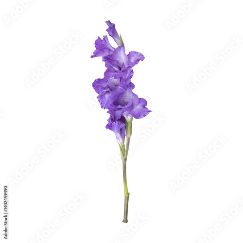 Purple gladiolus flower stem isolated on transparent background