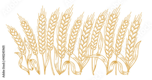 Hand-Drawn Hatched Wheat and Rye Stalks Vector Illustration for Flour Packaging