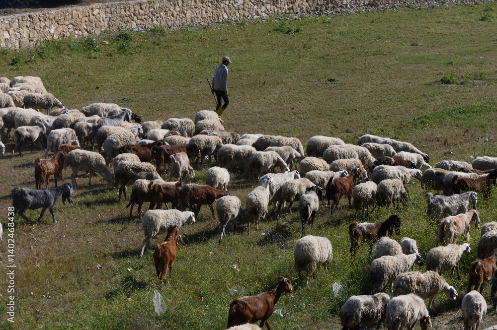 Poster Shepherd guides a diverse flock of sheep and goats across lush ...