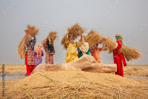 Rice trashing.
Paddy rice thrashing manually in Rural Punjab, Pakistan