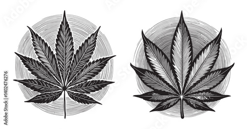 Black and White Botanical Illustration of Cannabis Leaves Design, logo design, engraving design, vector illustration