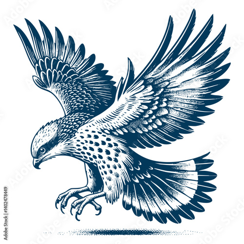 Buteo buteo  Common buzzard vector