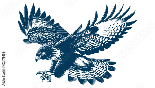 Buteo buteo  Common buzzard vector