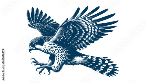 Buteo buteo  Common buzzard vector