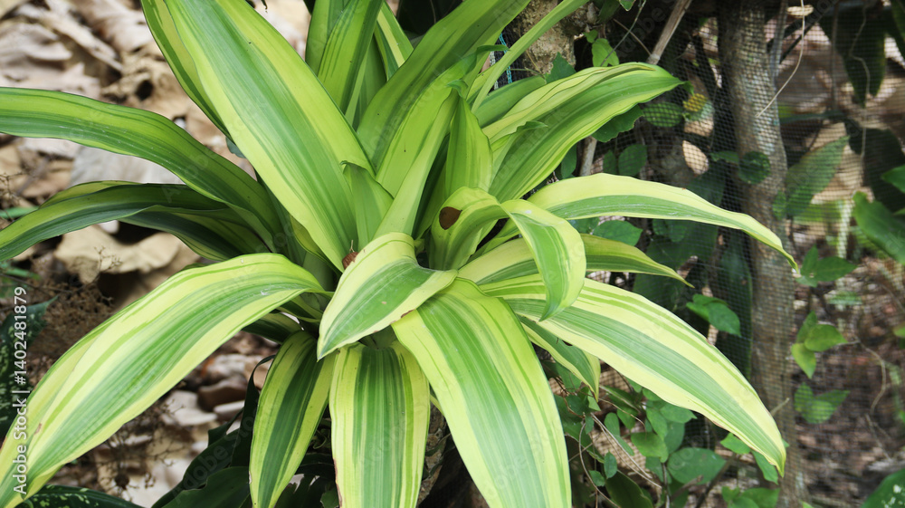 Dracaena fragrans (cornstalk dracaena), is a flowering plant species, native throughout tropical Africa, from Sudan south to Mozambique, known as striped dracaena, compact dracaena, and corn plant
Dracaena fragrans (cornstalk dracaena), is a flowering plant species, native throughout tropical Africa, from Sudan south to Mozambique, known as striped dracaena, compact dracaena, and corn plant