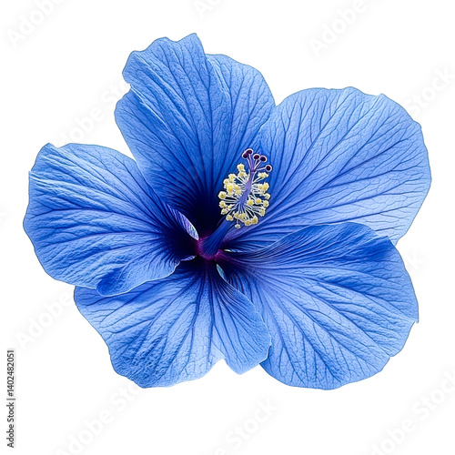 blue hibiscus flower isolated on white background