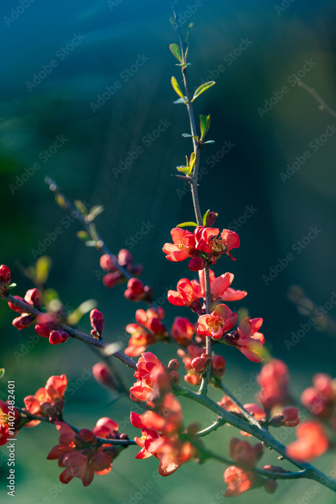 red flowers on a tree in spring
