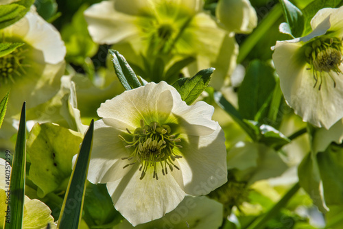 Blühende Balkan-Nieswurz, Christrose