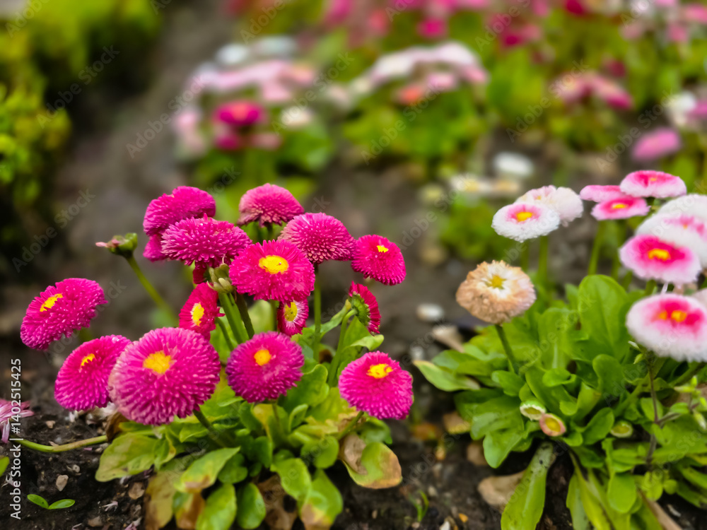 Obraz premium Colorful Bellis perennis flowers with soft bokeh background in a spring garden.